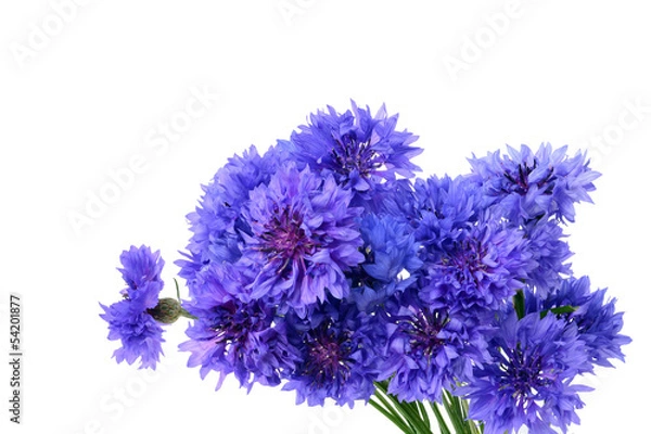 Fototapeta Blue cornflower bouquet