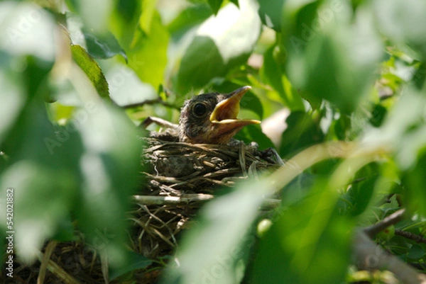 Fototapeta newborn bird hatchling in the nest