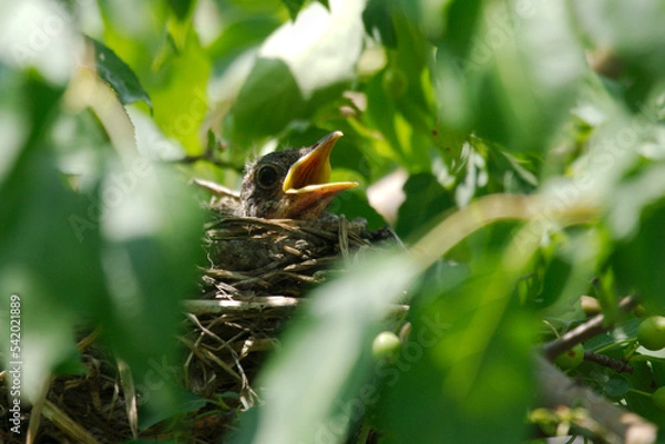 Fototapeta newborn bird hatchling in the nest