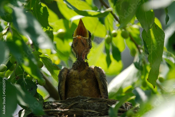 Fototapeta newborn bird hatchling in the nest