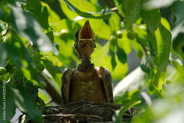 Fototapeta newborn bird hatchling in the nest