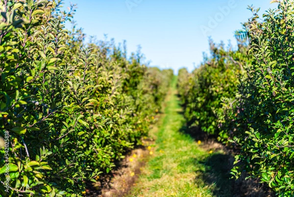 Fototapeta Apple orchard trees leaves rows in garden autumn fall and yellow fall foliage in rural farm countryside in Virginia with leaves