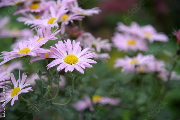 Obraz pink fluffy daisies, chrysanthemum flowers on a green background Beautiful pink chrysanthemums close-up in aster Astra tall perennial, new english texture gradient purple flower	
