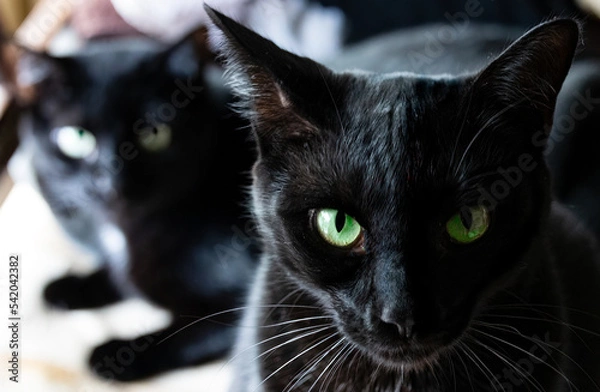 Obraz Halloween black cat up close