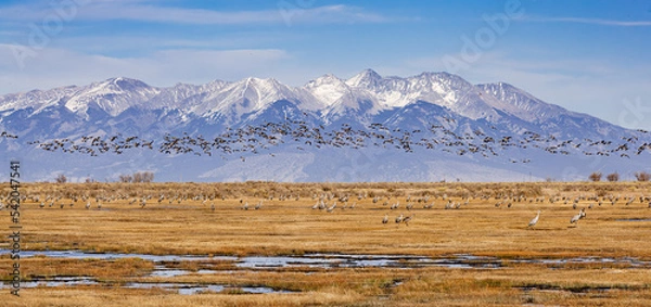Obraz Migrating Greater Sandhill Cranes in Monte Vista, Colorado