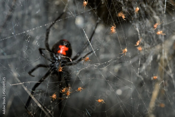 Obraz Southern Black Widow Spider Babies wspinające się po ich sienie, a ich matka pilnuje ich dalej