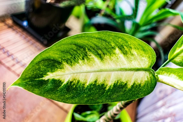 Obraz close up of a leaf