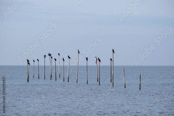 Obraz Aalscolvers || Cormorants