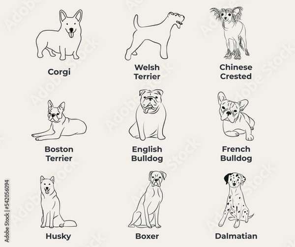 Fototapeta Dog Line Drawing, line art, one color, black and white, vector isolated illustration in black color on white background. Corgi, Welsh Terrier, Boston Terrier, English Bulldog, Bulldog,Husky, Dalmatian