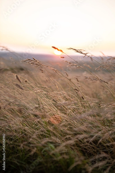 Fototapeta sunset in the field