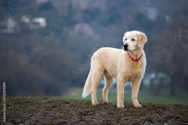 Fototapeta golden retriever running on the park