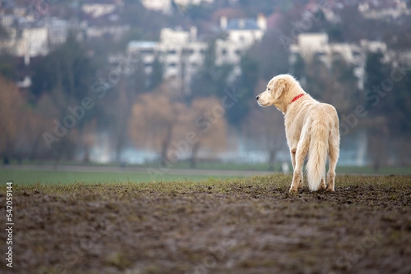 Fototapeta dog running in the field