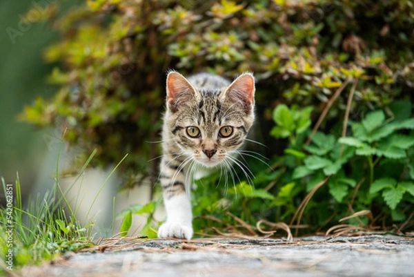 Obraz Tabby kitten in a summer garden