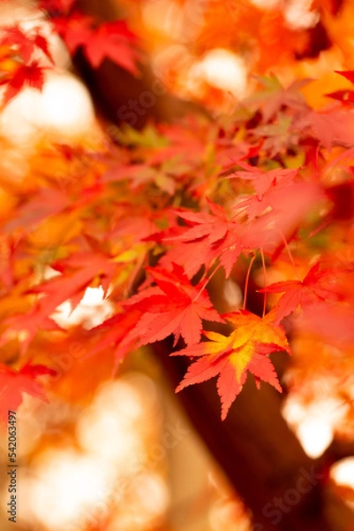 Fototapeta 紅葉ｰ2018-1