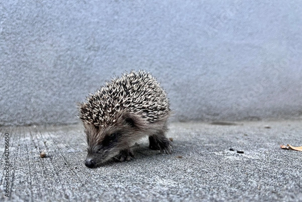 Obraz Hedgehog portrait in a clear background
