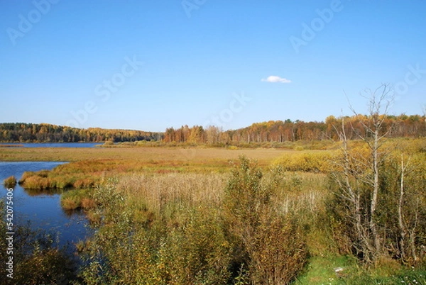 Fototapeta Autumn trees with bright foliage. Autumn sunny day, deciduous tall trees grow on the shore of the lake. The leaves on them turned yellow, red and orange coloring the landscape.