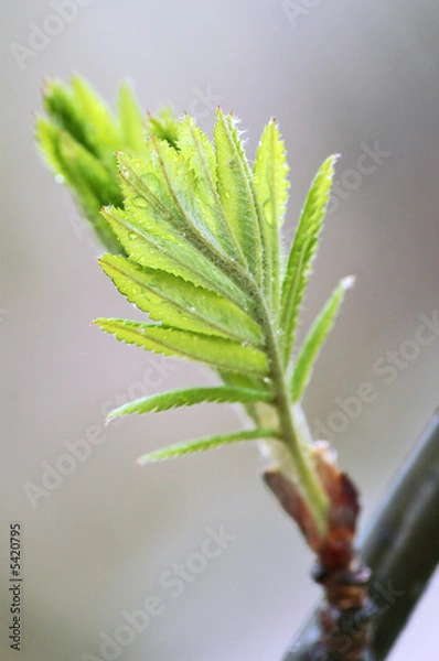Obraz Wet green leafs on grey background