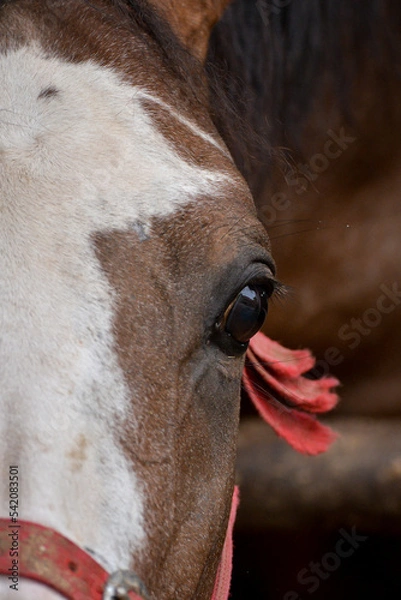 Obraz horse eye