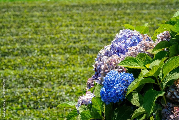 Fototapeta 【初夏イメージ】あじさい