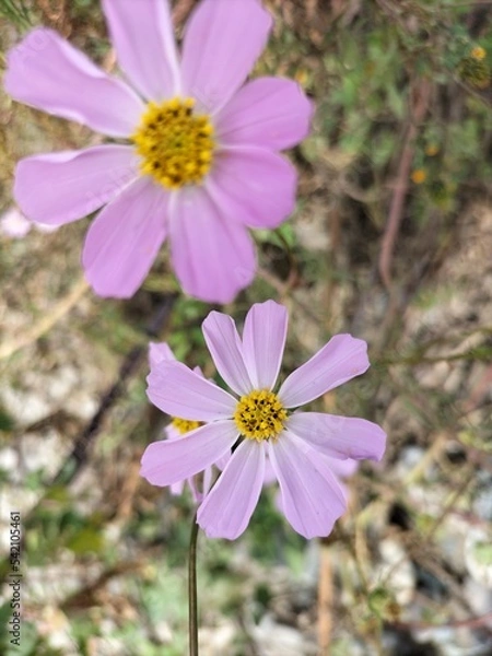 Obraz cosmos flower