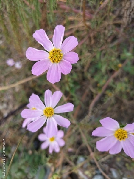 Obraz flowers in the forest
