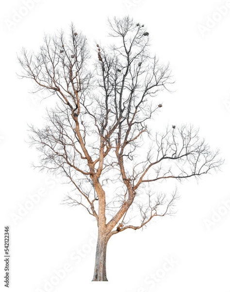 Fototapeta Dead tree without leaves isolated on white background. Clipping path included