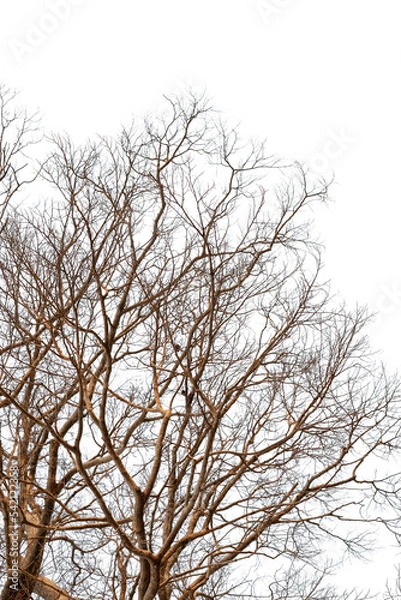 Fototapeta Dead tree without leaves isolated on white background. Clipping path included