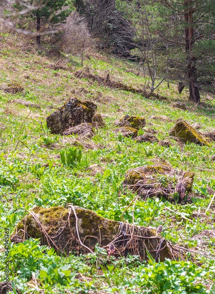 Fototapeta spring, the first flowers blooming in natural areas, protected plants and flowers in nature.
