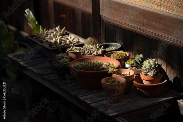 Obraz 木製テーブルに並べられた観葉植物