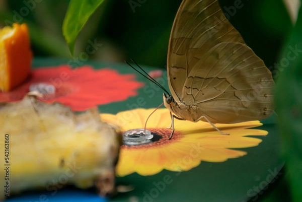 Fototapeta A butterfly licking nectar