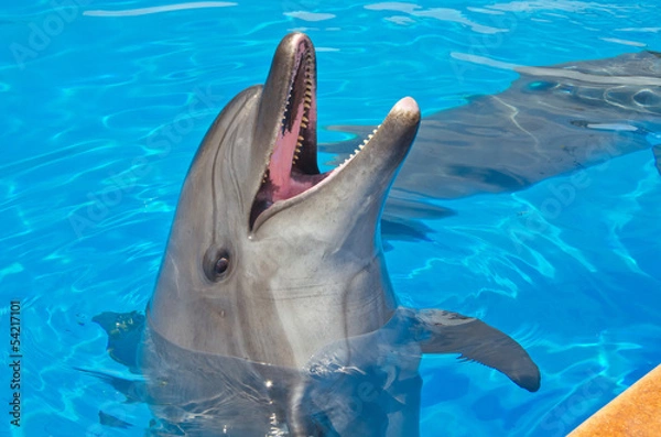 Obraz dolphin