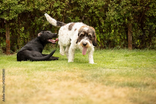 Obraz two dogs playing