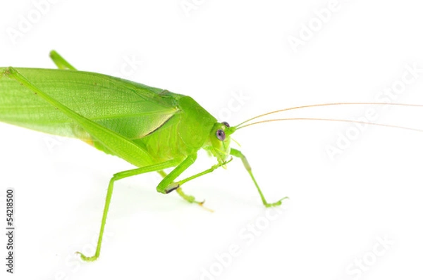 Fototapeta long horned grasshopper