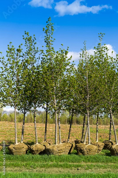 Fototapeta planting trees
