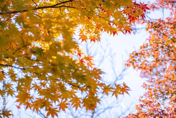 Obraz 秋の黄色と赤に染まる紅葉のもみじ