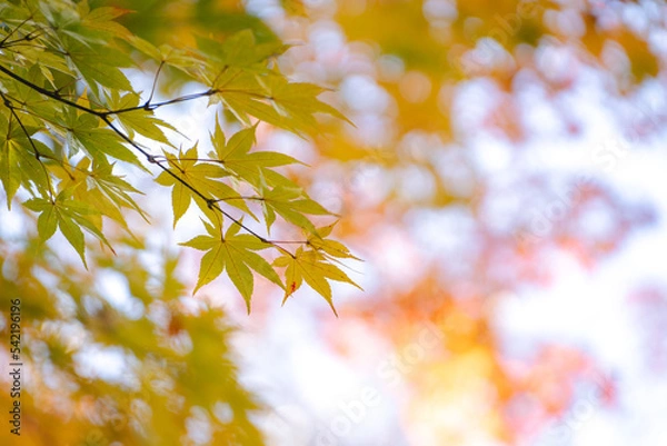 Obraz 秋の光に透ける黄色い紅葉の椛（もみじ）