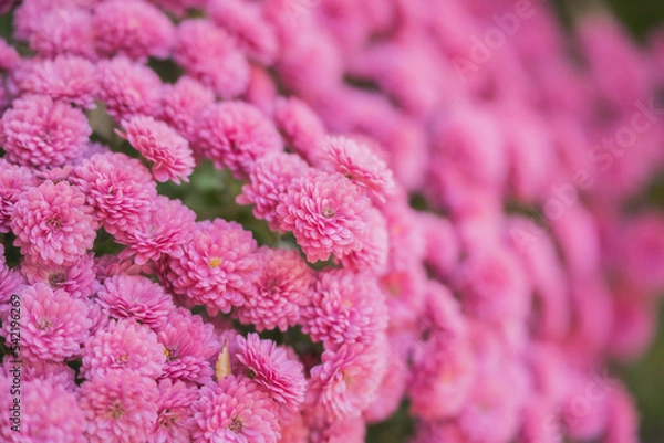 Fototapeta ピンクのミニ菊