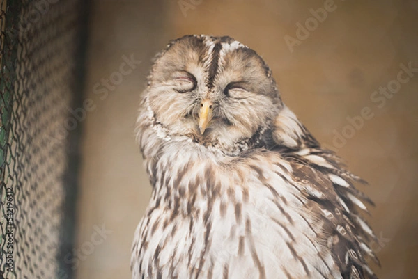 Fototapeta 眩しそうに日光浴するフクロウ