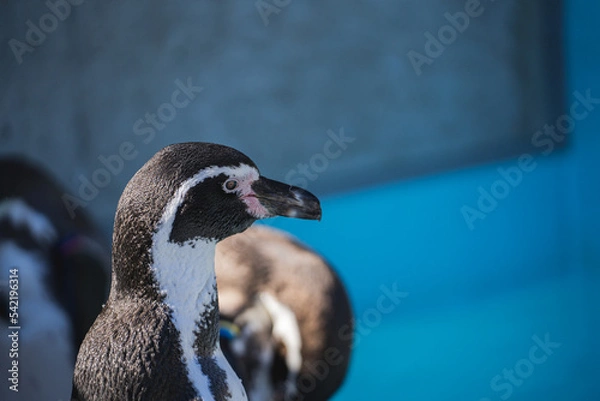 Fototapeta ペンギンの横顔