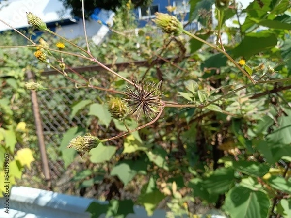 Fototapeta 引っ付き虫