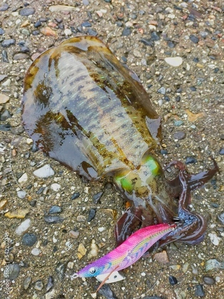 Obraz エギングで釣れたアオリイカ