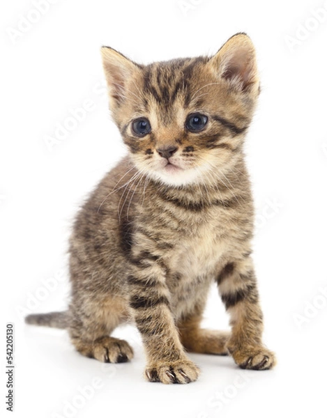 Fototapeta Kitten on white background.