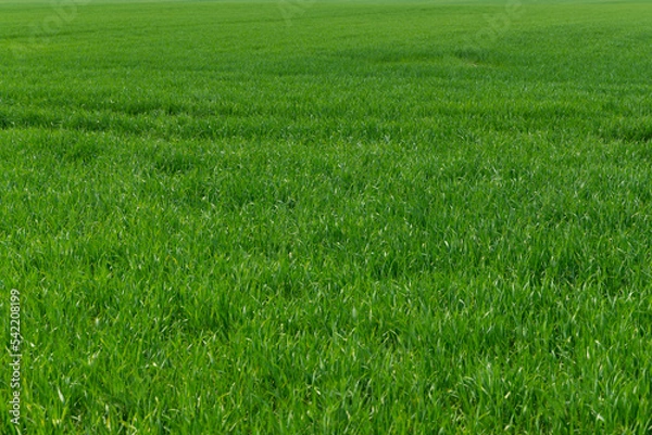 Obraz Cereal blooming in summer in suburban farmlands