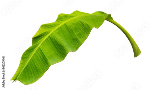 Obraz green banana leaf isolated on transparent background