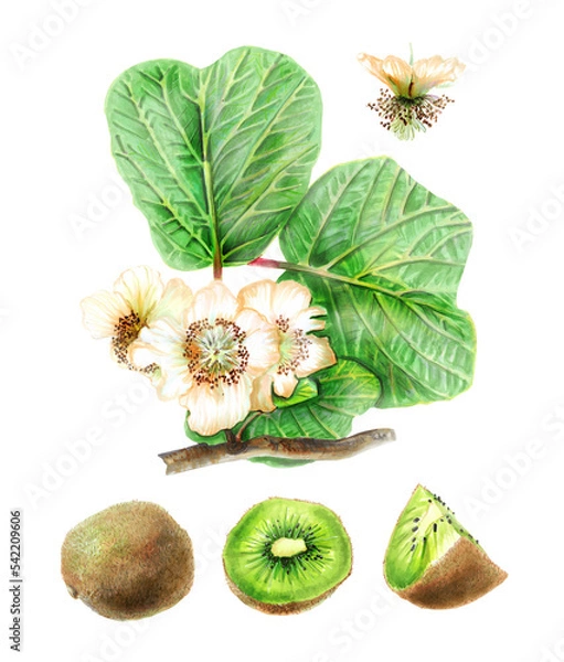 Fototapeta Botanical watercolor illustration of flowers, fruits and leaves of Kiwifruit.  Drawing of a whole kiwi, cut in half and a quarter