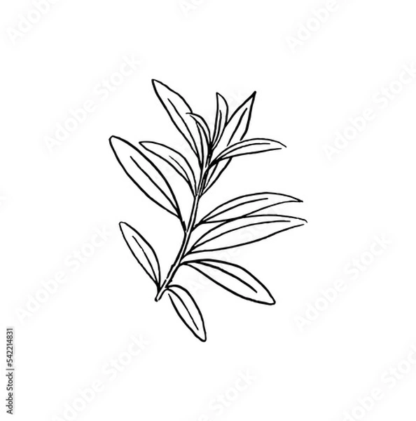 Obraz Line drawing of an olive branch illustration