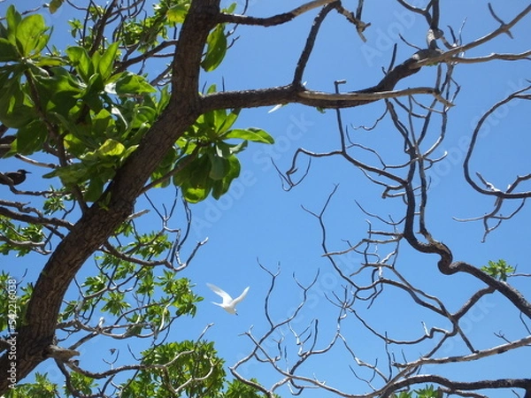 Obraz ciel polynésie