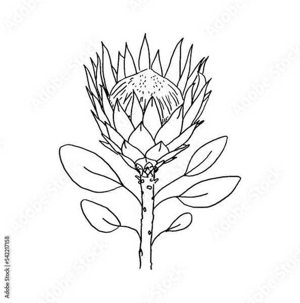 Obraz Line drawing of a King Protea Isolated