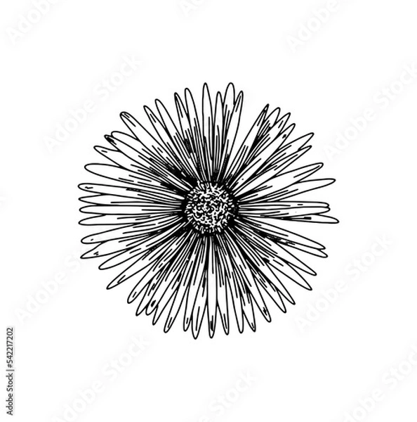 Obraz Line drawing of a daisy or vygie from africa