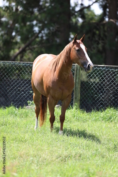Obraz cavalo quarto de milha